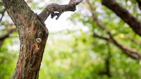 Barbet της Ταϊβάν πουλιών στη φωλιά τρυπών στο δέντρο στο Forest Park της Ταϊβάν Daan στοκ εικόνες Barbet της Ταϊβάν πουλιών στη φωλιά τρυπών στο δέντρο στο Forest Park της Ταϊβάν Daan στοκ εικόνες