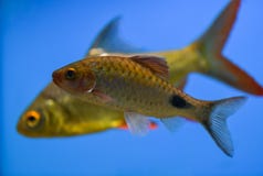 Barbus swims in a clean aquarium background color blue, sky colo royalty free stock image Barbus swims in a clean aquarium background color blue, sky colo royalty free stock image