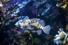 Barcelona Spanien, Skorpionsfischaquarium lizenzfreies stockbild Barcelona Spanien, Skorpionsfischaquarium lizenzfreies stockbild