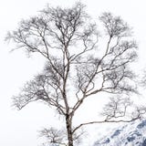 Bare branches of birch tree in cold winter royalty free stock photo Bare branches of birch tree in cold winter royalty free stock photo