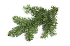 Bare Pine-tree Isolated Over White Stock Image - Image of nature, large ...