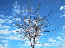 Bare tree against beautiful blue sky with clouds stock image Bare tree against beautiful blue sky with clouds stock image