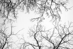 Bare Tree Branches Stock Photo Bare Tree Branches Stock Photo