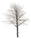 Cut out bare tree in winter.