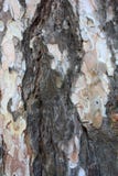 Bark, background, texture, tree, old, natural, brown, white, color, design, nature, striped, abstract, closeup, pattern, close, pl royalty free stock photos Bark, background, texture, tree, old, natural, brown, white, color, design, nature, striped, abstract, closeup, pattern, close, pl royalty free stock photos