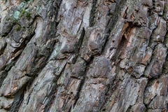 Bark oak natural foundation weathered surface part of a large tree rustic design deep streaks stock images Bark oak natural foundation weathered surface part of a large tree rustic design deep streaks stock images