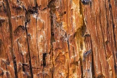 Bark Pine Beetle damage royalty free stock photos Bark Pine Beetle damage royalty free stock photos