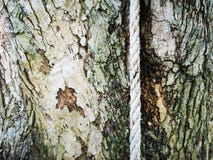 Bark and rope stock image Bark and rope stock image