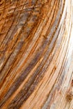 Bark Texture Stock Images