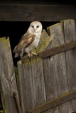 Barn Owl Royalty Free Stock Images