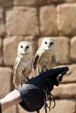 Barn Owl (Tyto Alba) Stock Photos Barn Owl (Tyto Alba) Stock Photos