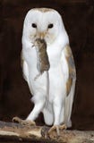 Barn Owl With Prey Stock Photo
