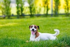 Barn slät-täckt Jack Russell Terrier hund arkivbilder Barn slät-täckt Jack Russell Terrier hund arkivbilder
