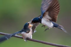 Barn swallow Hirundo rustica feeding her nestling in flight Stock Photography Barn swallow Hirundo rustica feeding her nestling in flight Stock Photography