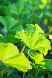 Barnet gör grön vibrerande sidor av ängfältväxten i guld- solljus Begrepp för vårsommarpåsk Botanisk lövverkbakgrund Royaltyfria Bilder Barnet gör grön vibrerande sidor av ängfältväxten i guld- solljus Begrepp för vårsommarpåsk Botanisk lövverkbakgrund Royaltyfria Bilder