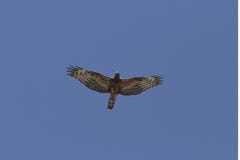 Barnslig Eurasian apivorus för Pernis för honungvråk royaltyfri foto Barnslig Eurasian apivorus för Pernis för honungvråk royaltyfri foto