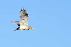 Barnslig natthäger i flykten arkivfoton Barnslig natthäger i flykten arkivfoton