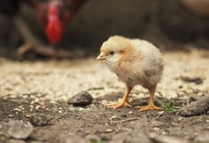 Barnyard αστείο λίγο κοτόπουλο που περπατά γύρω από το αγροτικό ναυπηγείο στοκ φωτογραφία με δικαίωμα ελεύθερης χρήσης Barnyard αστείο λίγο κοτόπουλο που περπατά γύρω από το αγροτικό ναυπηγείο στοκ φωτογραφία με δικαίωμα ελεύθερης χρήσης
