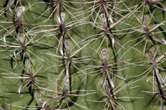 Barrel Cactus Close up stock image Barrel Cactus Close up stock image