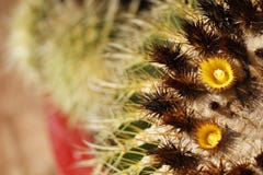 Barrel Cactus Flower Stock Images Barrel Cactus Flower Stock Images
