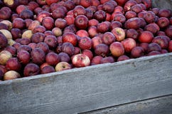 Barrel Of Apples Stock Photography Barrel Of Apples Stock Photography