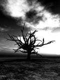 Barren Tree 24 Royalty Free Stock Images