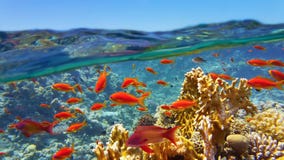 Barriera corallina osservata dalla superficie del mare immagini stock Barriera corallina osservata dalla superficie del mare immagini stock
