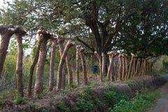 Barrière de route de campagne de tronçon d'arbre photo stock Barrière de route de campagne de tronçon d'arbre photo stock