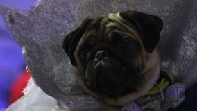 Barro amasado divertido asombroso que demuestra el traje hecho a mano sofisticado en la exposición canina almacen de video Barro amasado divertido asombroso que demuestra el traje hecho a mano sofisticado en la exposición canina almacen de video