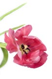 barwiony papuzi czerwony tulipan fotografia royalty free barwiony papuzi czerwony tulipan fotografia royalty free