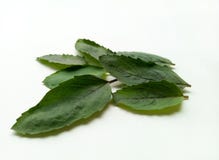  Basil Leaf imagens de stock