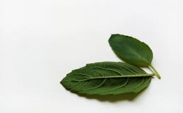  Basil Leaf foto de stock royalty free