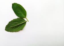  Basil Leaf fotos de stock royalty free