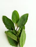  Basil Leaf foto de stock