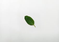  Basil Leaf imagem de stock