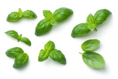Basil Leaves Isolated on White Background royalty free stock photography Basil Leaves Isolated on White Background royalty free stock photography