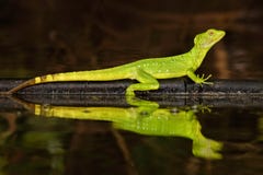 basilic Double-crêté, plumifrons de Basiliscus, vue d'art de miroir sur la rivière tropicale Lézard vert dans l'habitat de nature image stock basilic Double-crêté, plumifrons de Basiliscus, vue d'art de miroir sur la rivière tropicale Lézard vert dans l'habitat de nature image stock