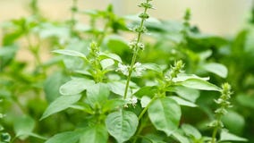 Basilic vert frais Basilic vert frais