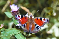 Basisrecheneinheit lizenzfreie stockfotos Basisrecheneinheit lizenzfreie stockfotos
