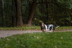 Basset Hound Dog Walks on Path. royalty free stock photo Basset Hound Dog Walks on Path. royalty free stock photo