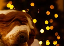 Basset Hound-Hundeschlafen lizenzfreie stockbilder Basset Hound-Hundeschlafen lizenzfreie stockbilder