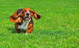 bassethundrörelse royaltyfri bild bassethundrörelse royaltyfri bild
