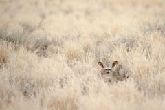 Bat-eared fox camouflaging in the desert bush near Sossusvlei, Namibia royalty free stock photography Bat-eared fox camouflaging in the desert bush near Sossusvlei, Namibia royalty free stock photography