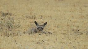 Bat-eared fox lying between grass in Central Kalahari Game Reserve, BotswanA stock photo Bat-eared fox lying between grass in Central Kalahari Game Reserve, BotswanA stock photo