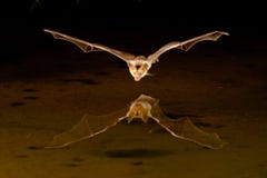 bat коричнево немногая Стоковое Фото bat коричнево немногая Стоковое Фото