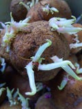Batata foto de stock royalty free Batata foto de stock royalty free