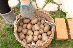 Batatas brotadas na cesta imagem de stock royalty free Batatas brotadas na cesta imagem de stock royalty free