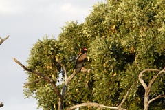 Bateleur Eagle Royalty Free Stock Photography Bateleur Eagle Royalty Free Stock Photography