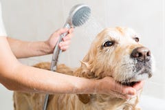 Bathing a dog Golden Retriever stock photos Bathing a dog Golden Retriever stock photos