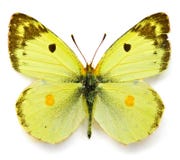 Batterfly fotos de stock royalty free Batterfly fotos de stock royalty free